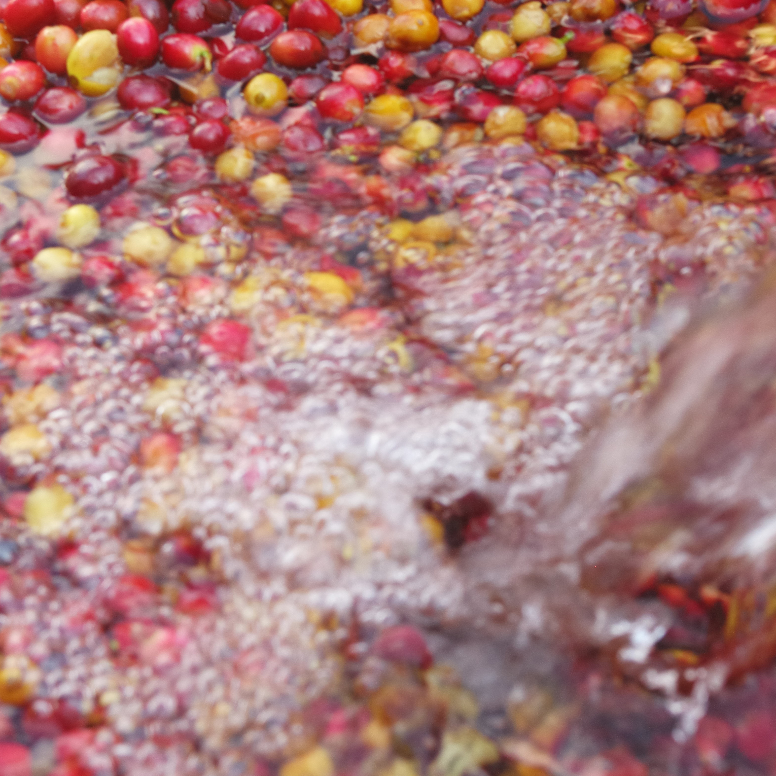 Coffee Processing